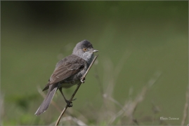 <p>PĚNICE VLAŠSKÁ (Sylvia nisoria)- Dolní Podluží /Berred warbler - Sperbergerasmücke/</p>
